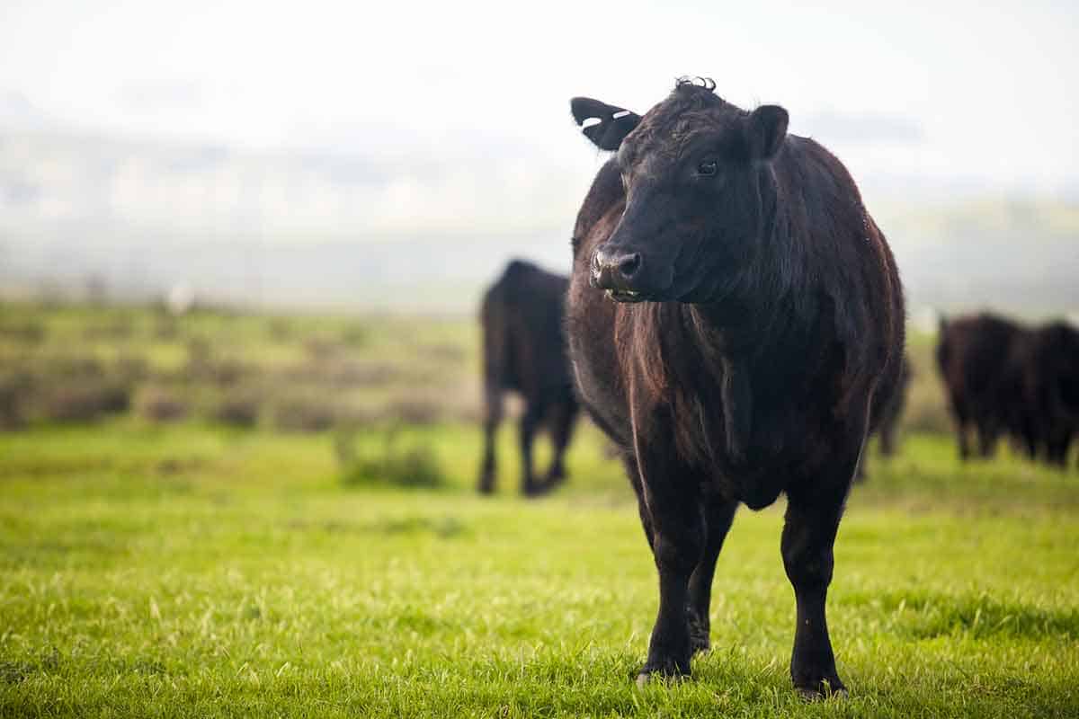 Black cow grazing in field Black cow grazing in field