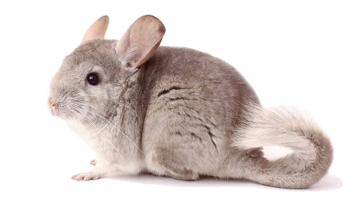 Chinchilla