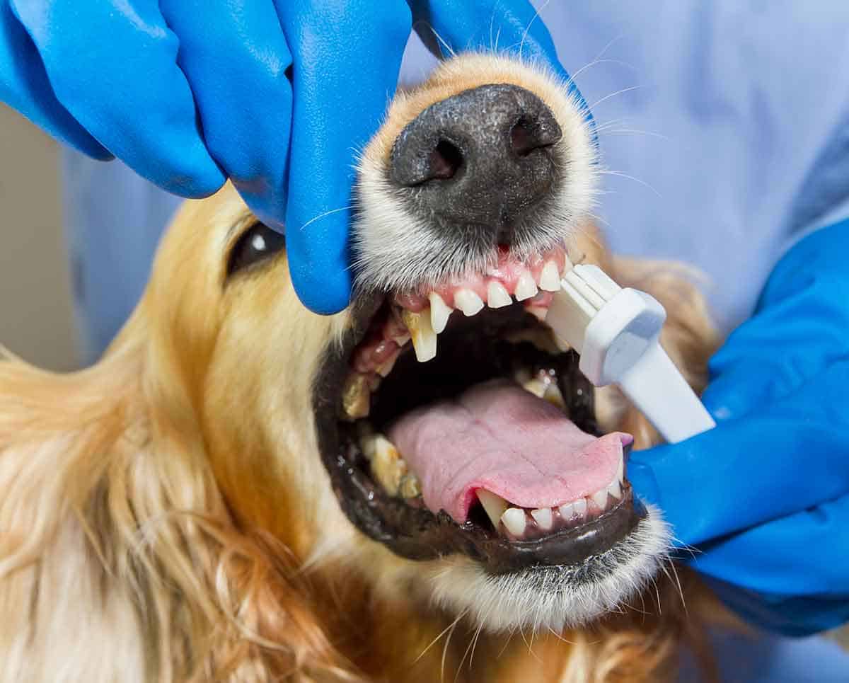 Protecting Columbus Pets’ Smiles Protecting Columbus Pets’ Smiles