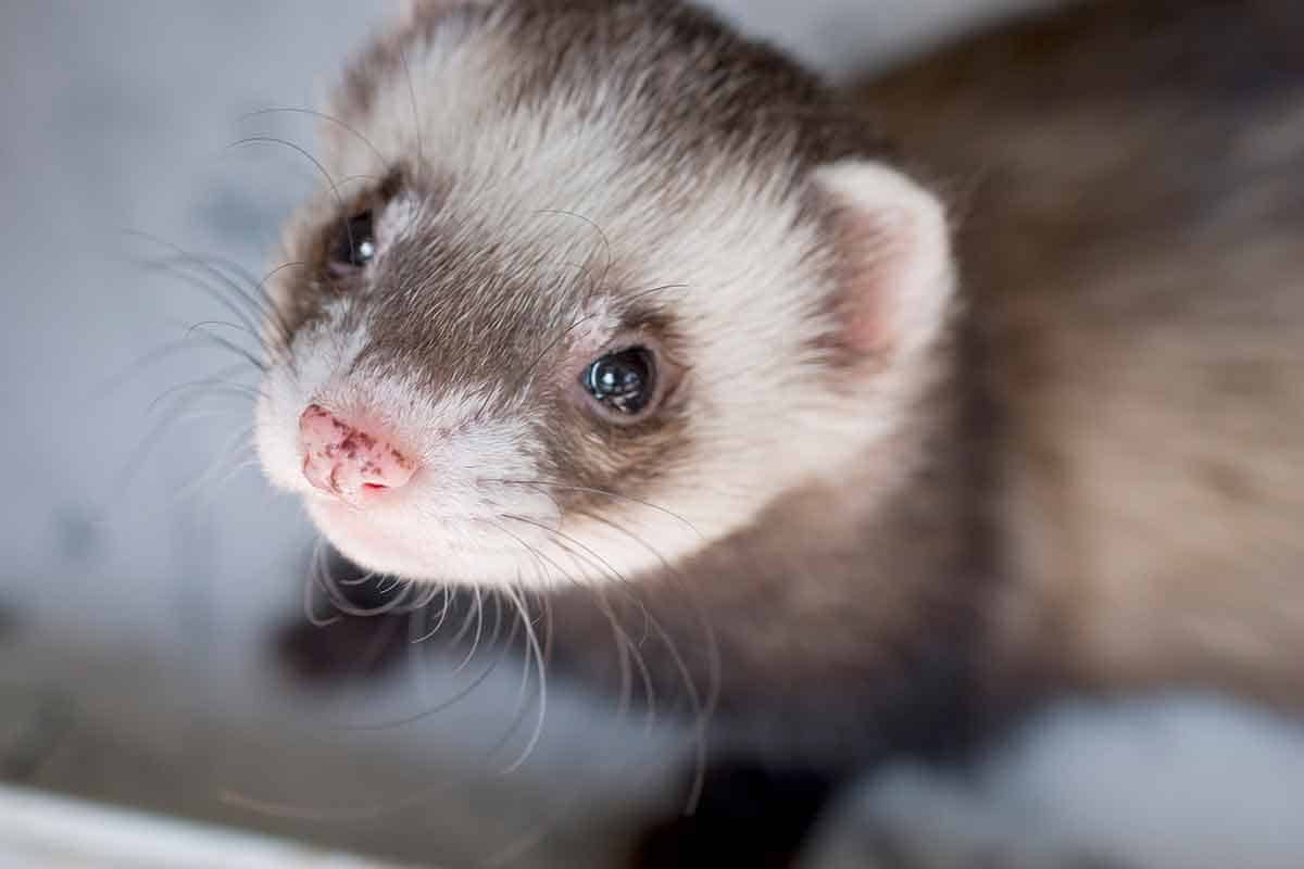 Cute ferret Cute ferret