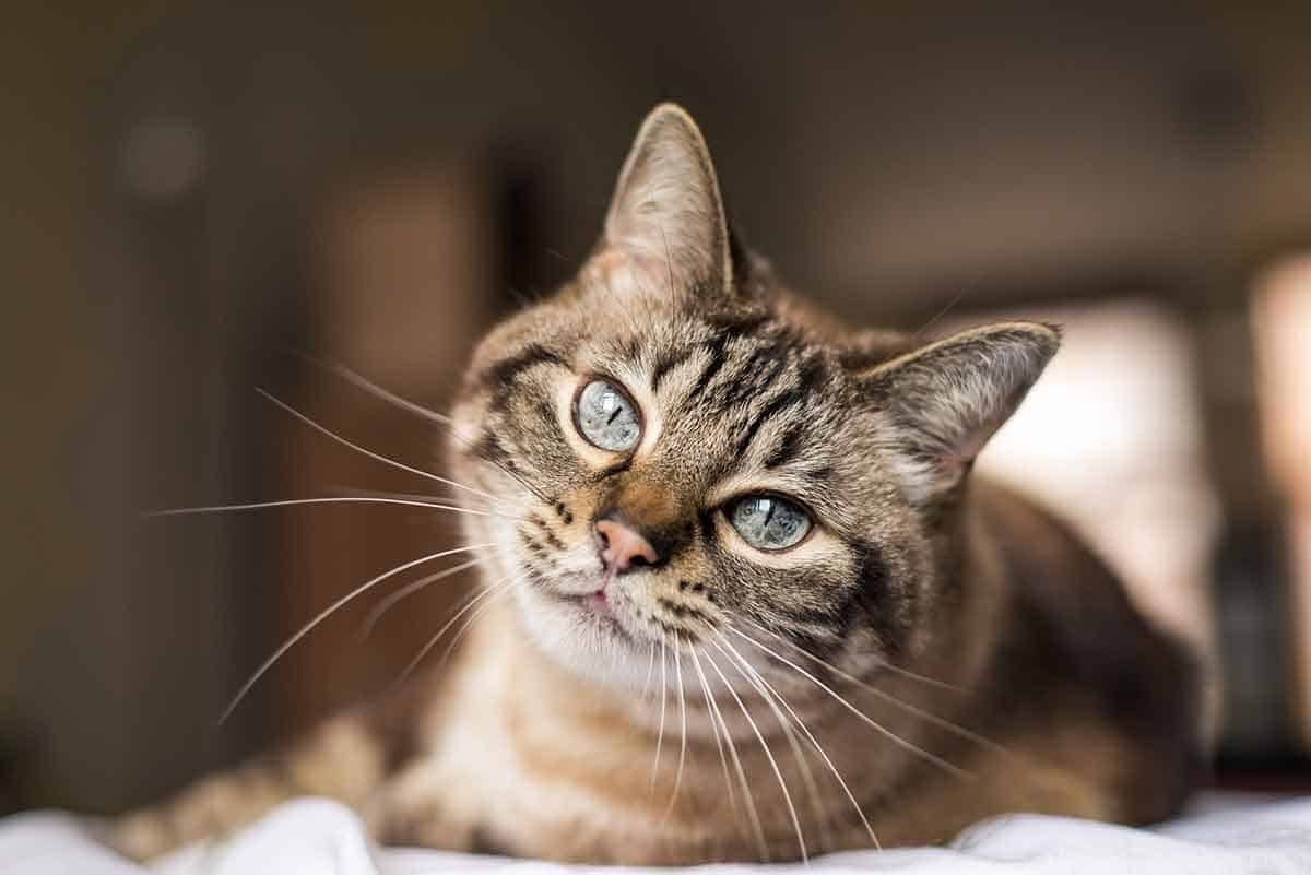 Gray cat Gray cat