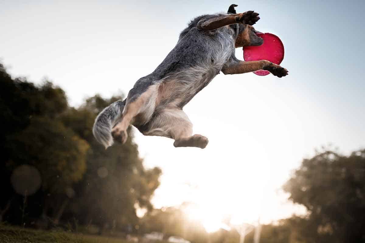 Dog catching frisbee Dog catching frisbee