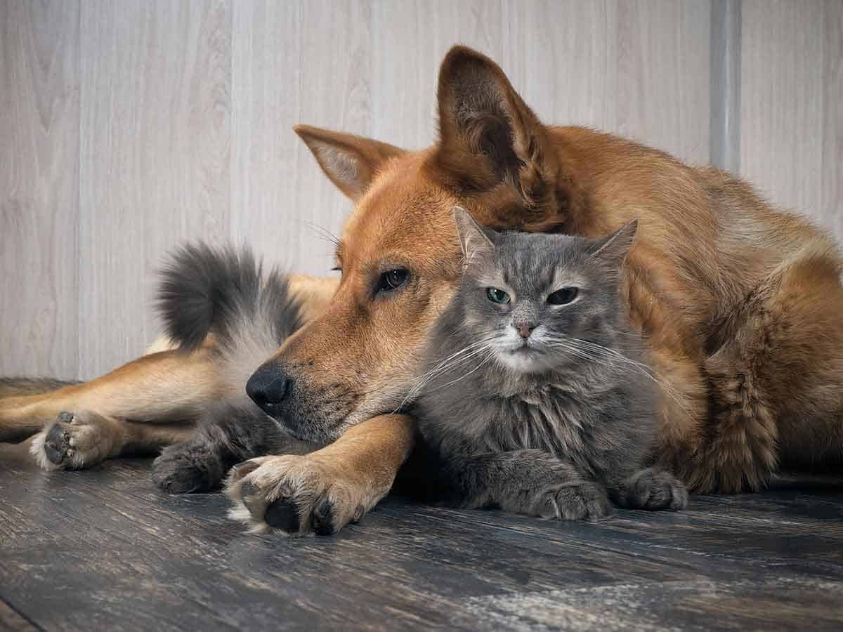 Dog and cat cuddling Dog and cat cuddling