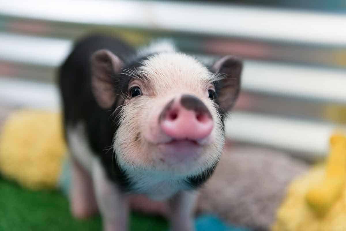 Cute pig