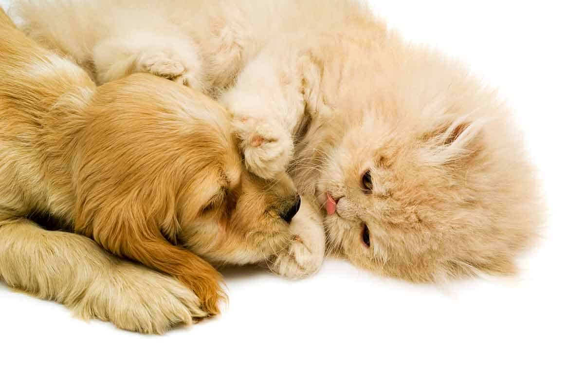 Sleeping puppy and kitten Sleeping puppy and kitten
