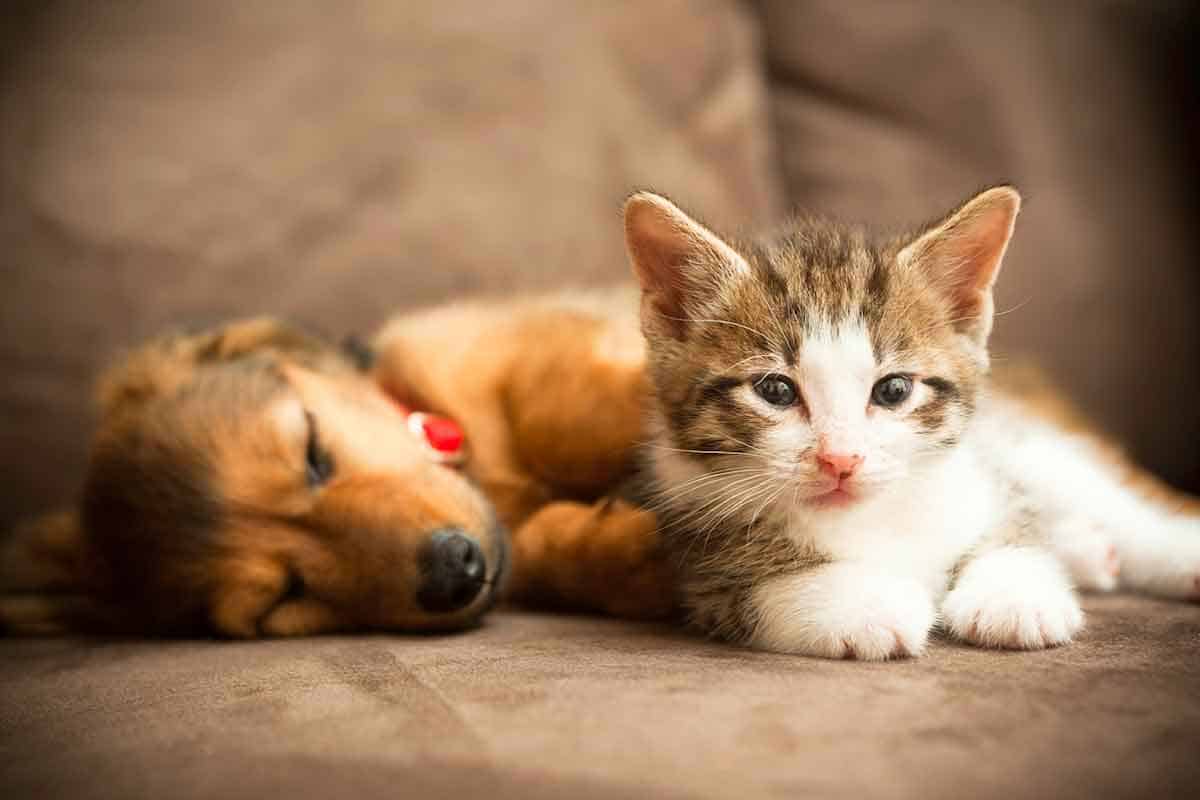 Sleeping puppy and kitten Sleeping puppy and kitten