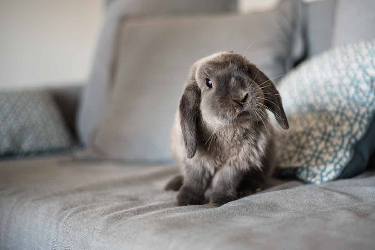Rabbit on couch Rabbit on couch