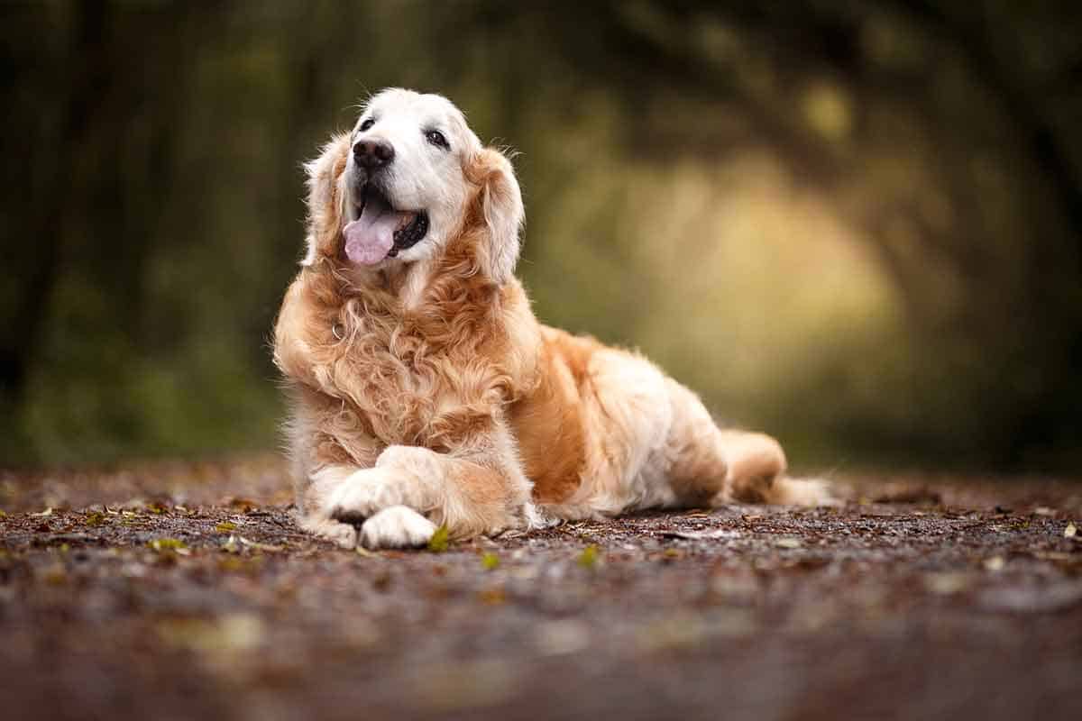 Senior Golden Retriever Senior Golden Retriever