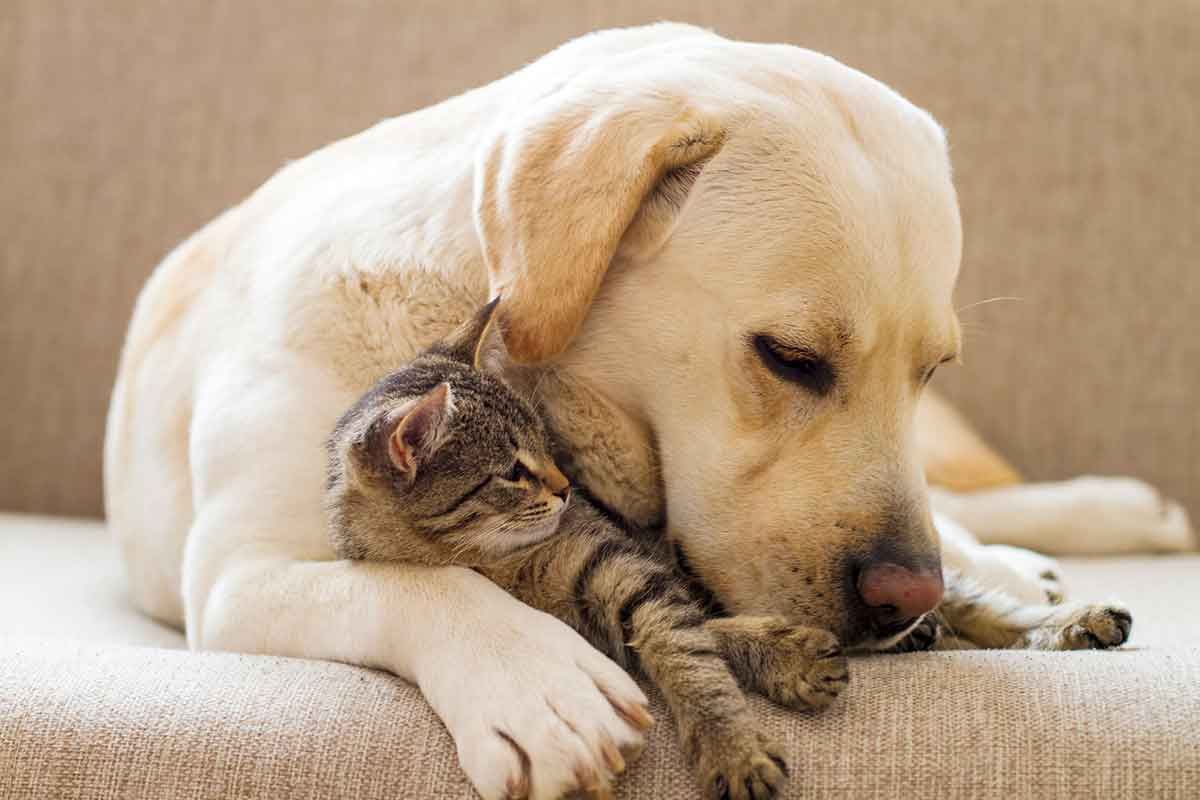 Dog and cat cuddling on a couch Dog and cat cuddling on a couch